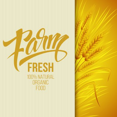 Wheat ears icon. Ears of Wheat. . Vector illustration