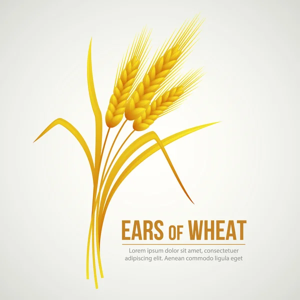 Buğday kulaklar. vektör çizim — Stok Vektör