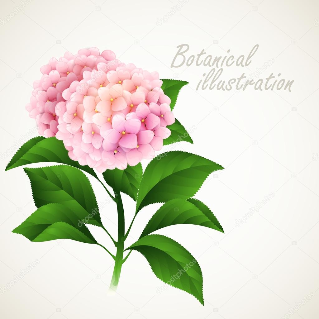 Botanical vector illustration. Vintage floral card