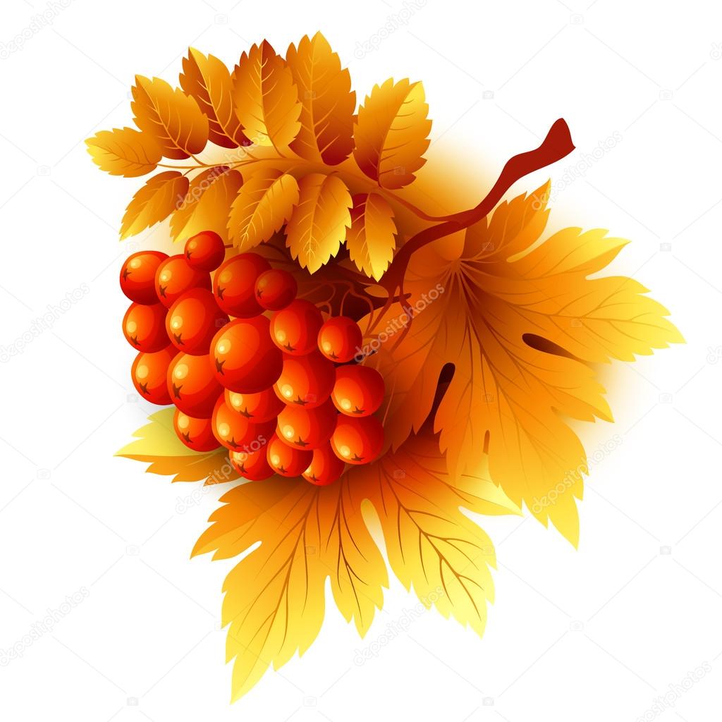 Rowan branches with orange leaves and berries. Vector fall illustration