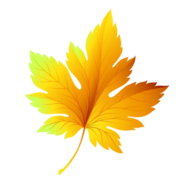 Hoja de otoño aislada en blanco. Ilustración vectorial — Vector de stock