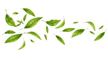 Canlı yeşil yapraklar beyaz zemin boyunca sürükleniyor, taze enerji ve doğa iletiliyor, vektör illüstrasyon arka planı.