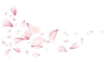 Yumuşak pembe yapraklar temiz beyaz bir arkaplanda sürükleniyor, hassas bir romantik sahne yaratıyor, vektör illüstrasyon arka planı