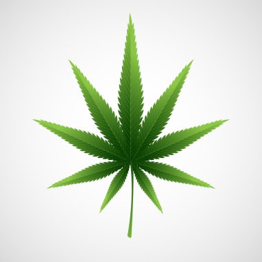 Cannabis marijuana hemp leaf. Vector illustration clipart