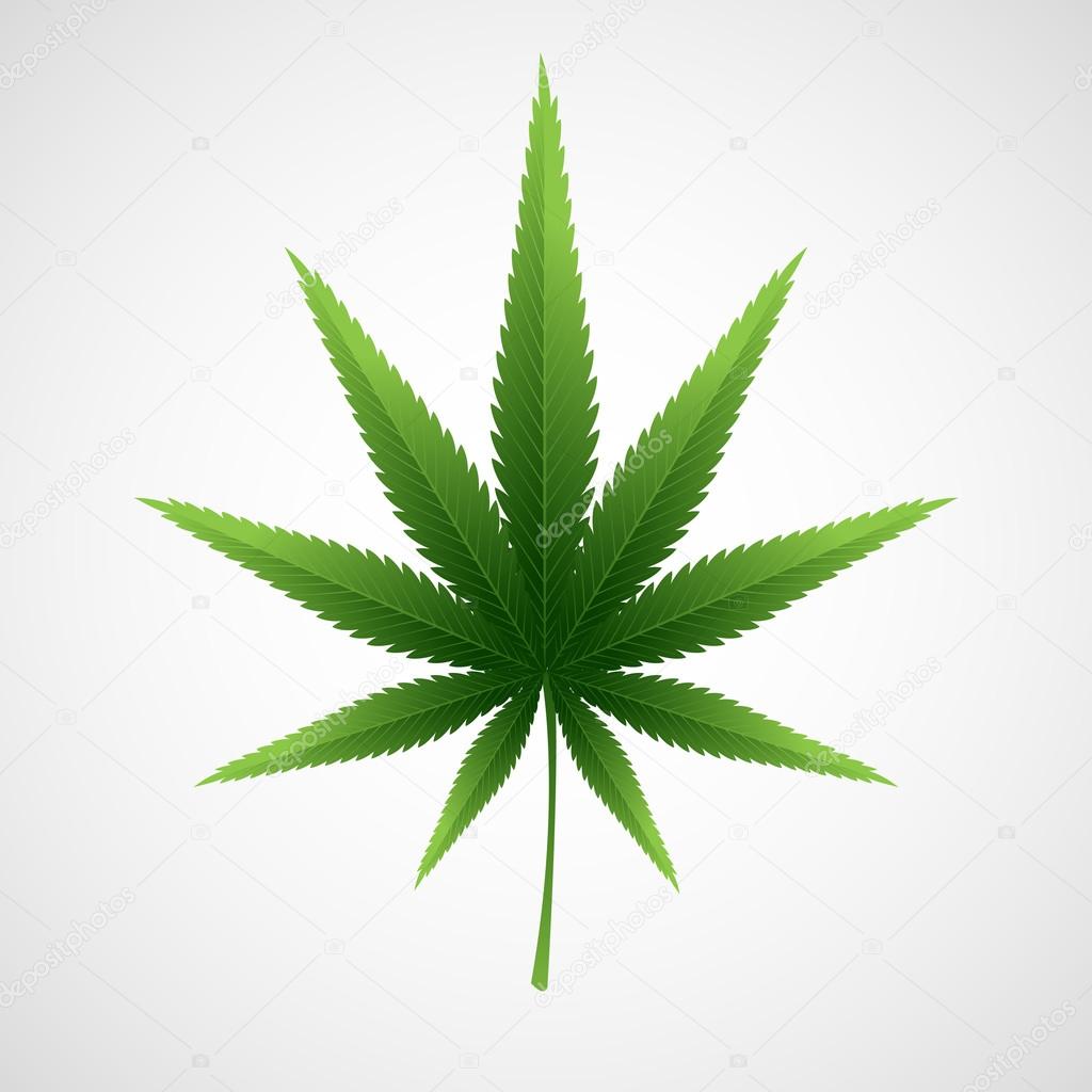 Cannabis marijuana hemp leaf. Vector illustration