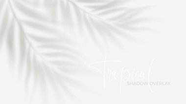 Yumuşak güneş ışığı efektiyle beyaz zemin üzerinde tropikal palmiye gölgesi vardır. Yaz tasarımı projeleri ve doğal yeşillik siluetleri ile gerçekçi sunumlar için mükemmeldir..