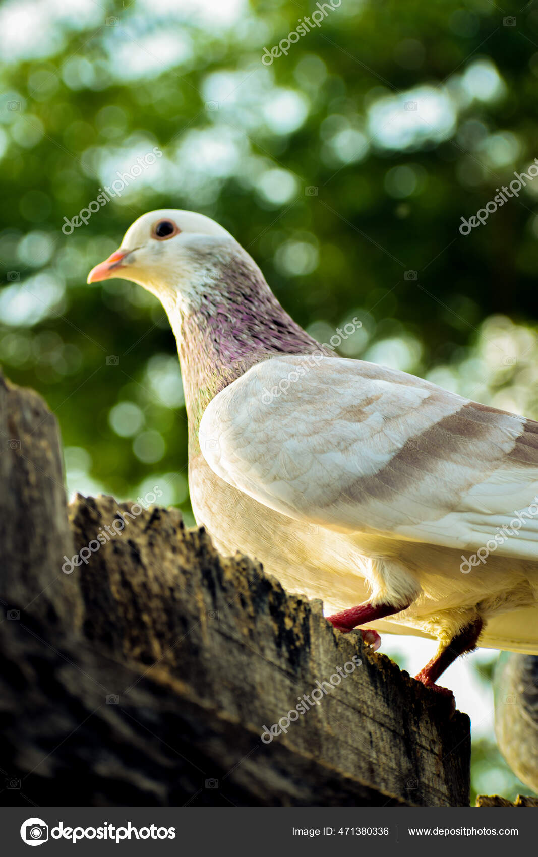 Aves Las Clases Arboles Palomas Columbidae Bangladesh Fotografia De Stock C Robi46 471380336 Depositphotos