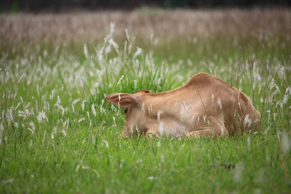 A beautiful cow\'s calf is sleeping in the field