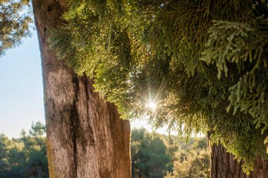 Bir selvi ağacının yaprakları arasından geçen güneş ışınları