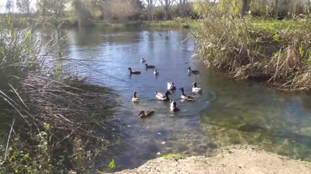 Group Cute Ducks Eating Bread People Throw Them — Stock Video