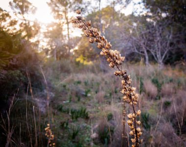 Ormanda vahşi çiçekler, günbatımında.