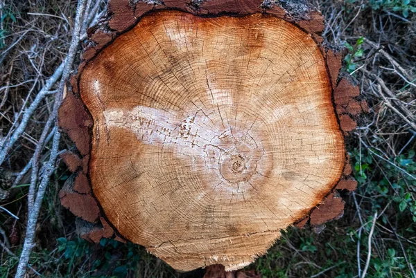 Κορμός Δέντρου Κομμένος Κυκλικά Ωραία Υφή — Φωτογραφία Αρχείου