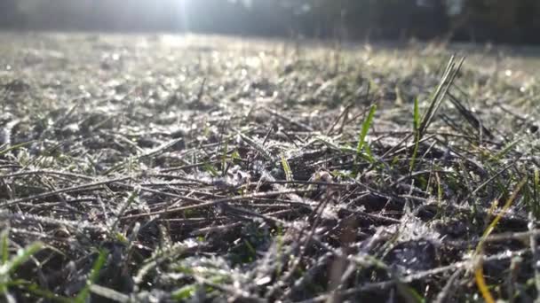 Grama Com Geada Dia Inverno — Vídeo de Stock