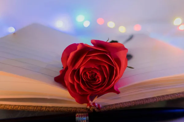 Red Rose Book Color Lights Background — Stock Photo, Image