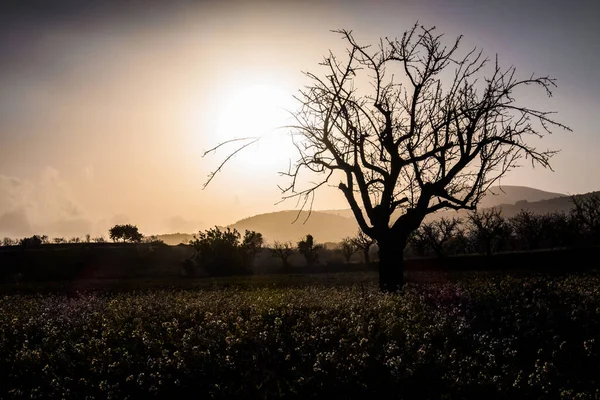 Primo Piano Albero Senza Foglie Con Luce Del Sole Dietro — Foto Stock