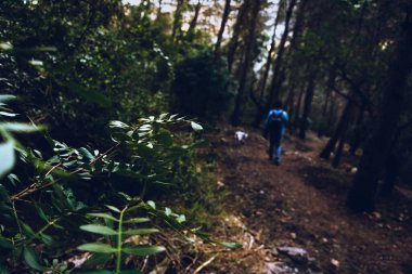 Derin bir orman manzarası, bir sürü bitki örtüsü, ve çok az ışık ve arka planda yolda yürüyen bir adam..