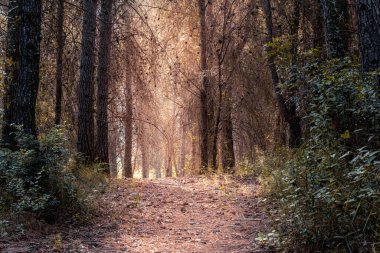 Akdeniz ormanı ve çam ağaçları, gün doğumunda.