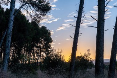 Çam ağaçlarının arasında güzel bir gün doğumu ve arka planda mavi bir gökyüzü. 