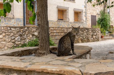 Küçük bir Akdeniz köyünün parkında oturan güzel kahverengi kedi..