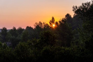Ormanda şafak söker, güneş çam ağaçlarının arkasında belirir..