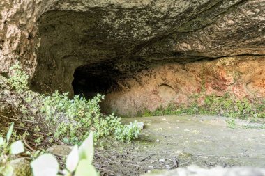 Bazı yabani bitkilerin bulunduğu sığ bir mağaraya giriş.. 