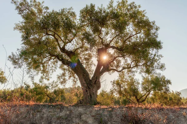 Bir sonbahar sabahı zeytin ağacı, arkasında güneş ışığı.