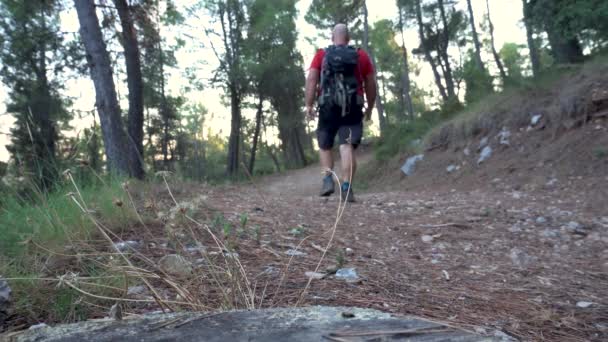 Kaukasische Wandelaar Loopt Langs Een Pad Omgeven Door Pijnbomen Natuur — Stockvideo