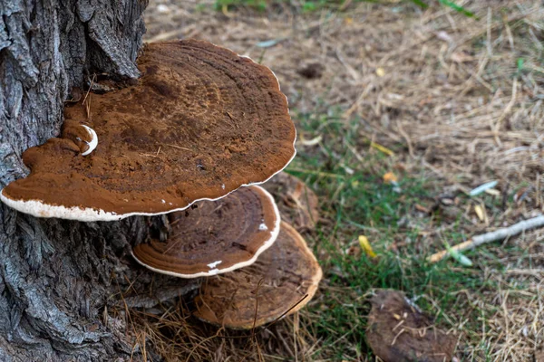 Dut ağaçlarının gövdelerinde yetişen ve acı bir tadı olan Phellinus Linteus mantarı..