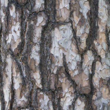 Eski çam kabuğu dokusu
