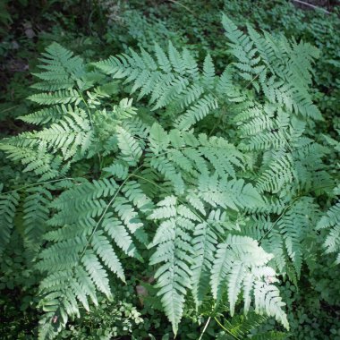 yeşil eğreltiotu yaprakları arka plan