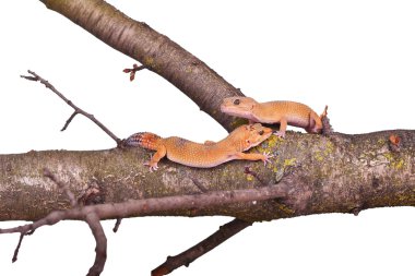Beyaz arka plan üzerinde izole bir dalı üzerinde oturan tepeli gecko