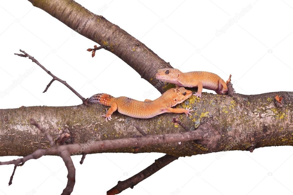 Crested gecko sitting on a branch isolated on white background