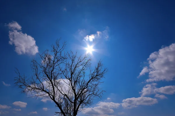 Güneş yıldız mavi kurnaz bulutu ve ağaç yapısı — Stok fotoğraf