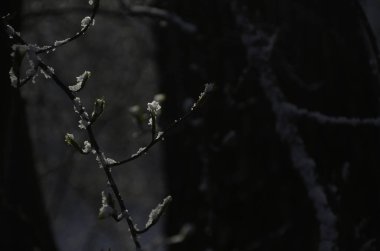 Ağaç dalları güneş ışığında buza ve kar tanelerine bulanmış..