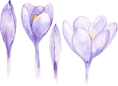 Set of four watercolor spring crocus flower .Vector floral illustration.