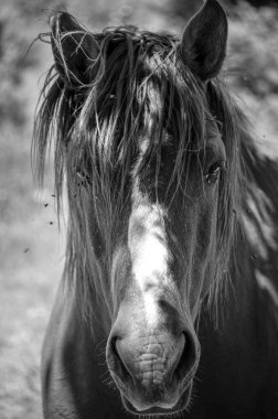 Madrid otlaklarından Mare, Cabanillas del Campo, Madrid