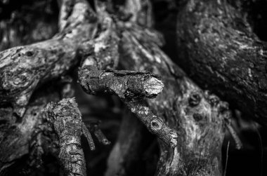 Dehesa de la Cabrera Madrid 'deki bir meşe ağacının kökleri.