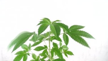 Rüzgarda sallanan genç esrar (kenevir) bitki üzerinde düşen su damlaları