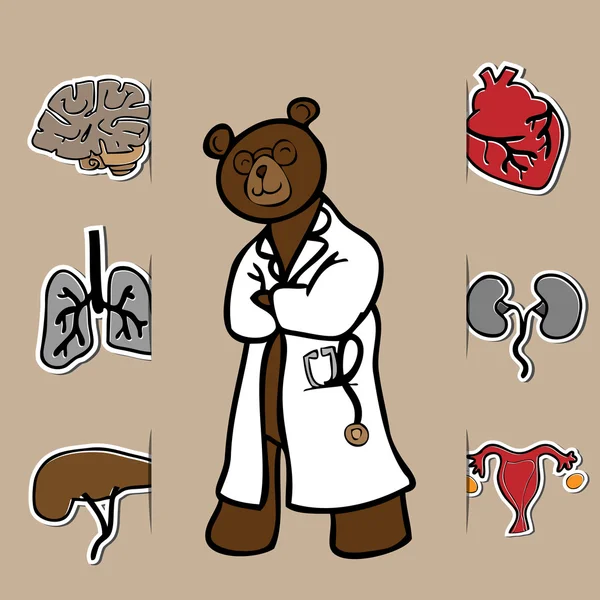 Doctor bear and organs — Stock Vector