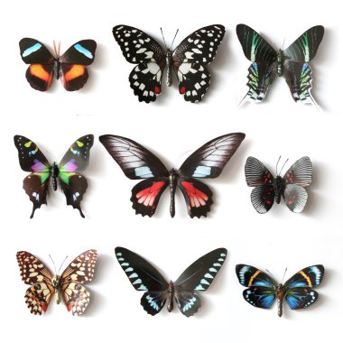Doldurulmuş böcekler kelebek koleksiyonu