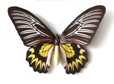 Butterfly colorful insect clipart
