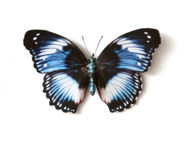 Kelebek renkli böcek