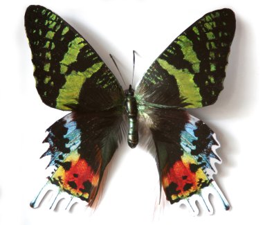 Kelebek renkli böcek