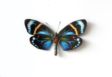 Kelebek renkli böcek