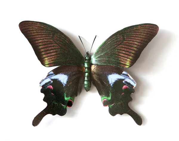 Papilio Maackii Maackii — Zdjęcie stockowe