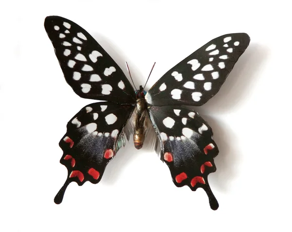 Έντομο πολύχρωμο πεταλούδα — Φωτογραφία Αρχείου