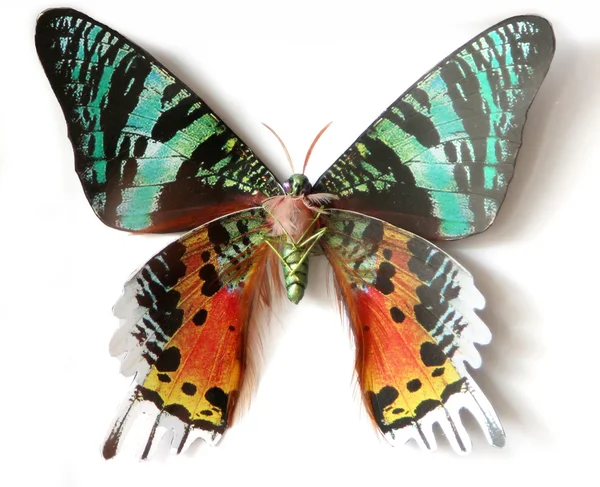 Barevné hmyzu motýl — Stock fotografie