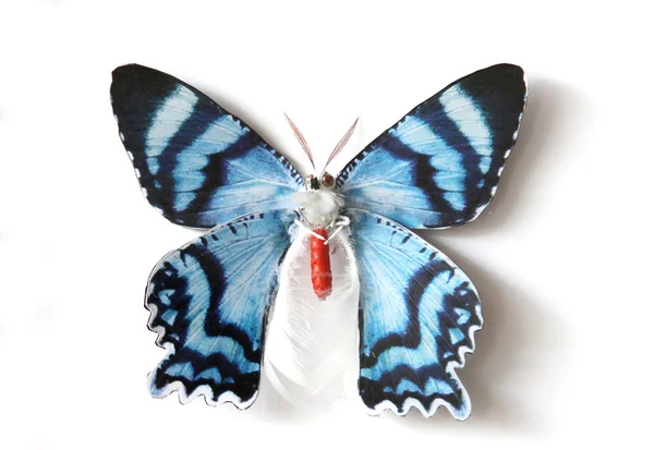 Бабочка разноцветное насекомое — стоковое фото