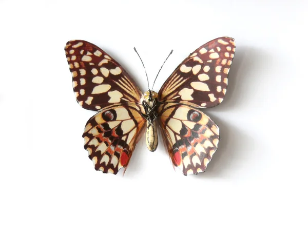Kolorowe owady motyl — Zdjęcie stockowe