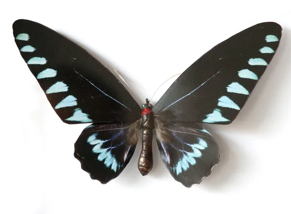 Бабочка разноцветное насекомое — стоковое фото